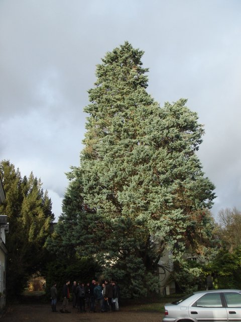 Cupressus arizonica silhouette